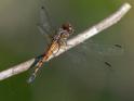 Cannaphila insularis (Gray-waisted Skimmer) male-6.jpg